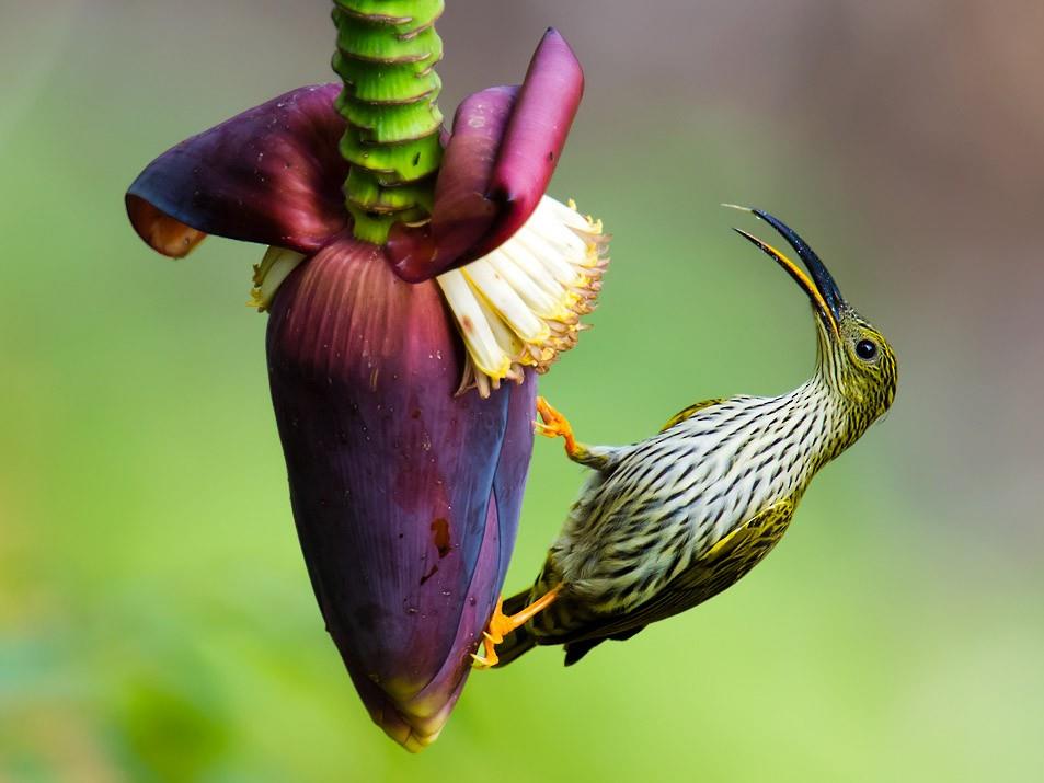 streaked spiderhunter